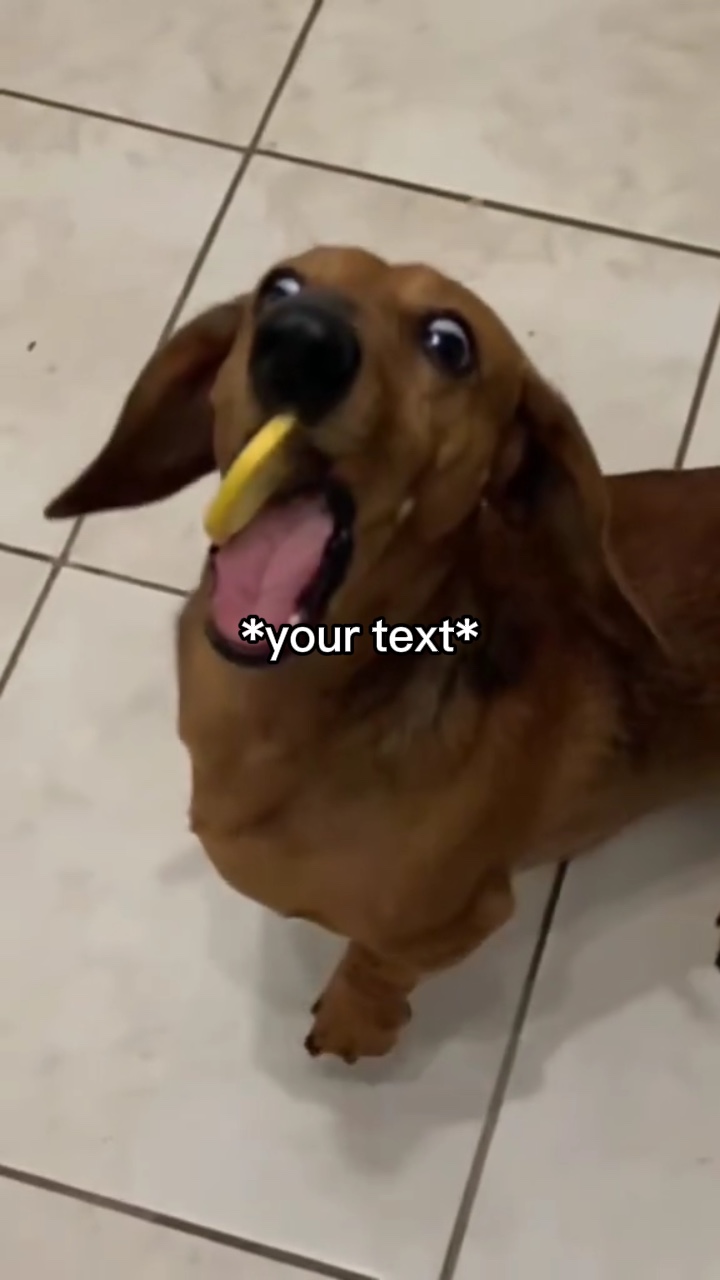 Perro comiendo limón