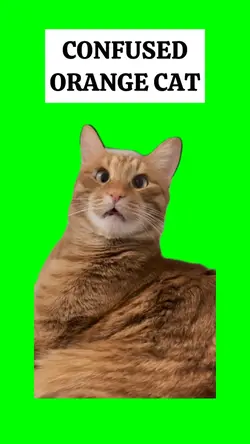 CONFUSED ORANGE CAT