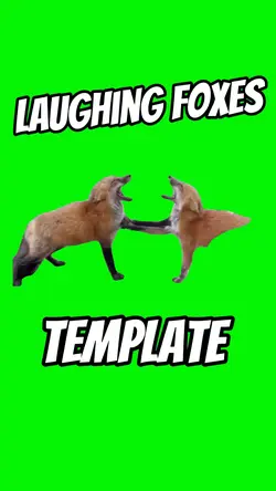 Laughing Foxes