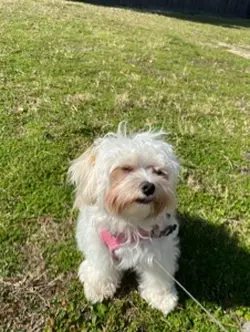 Dog transformation