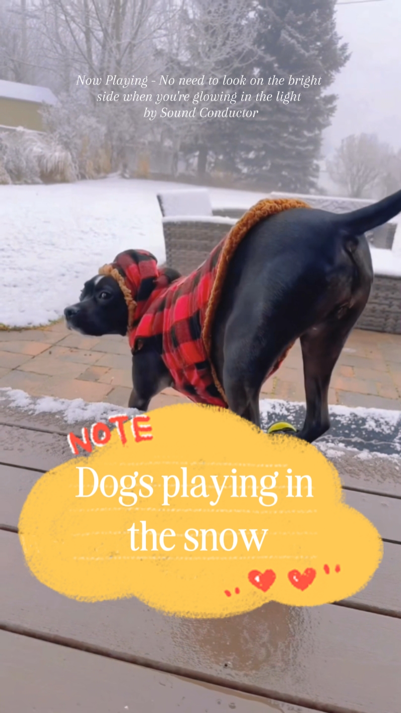 Chiens dans la neige