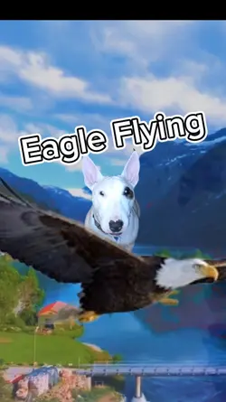 Eagle Flying 