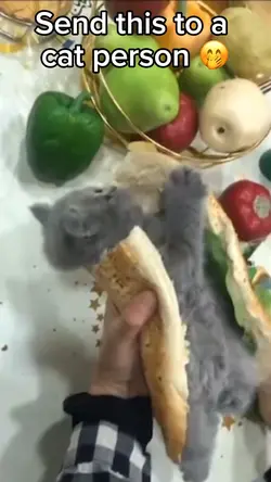 Cat snack