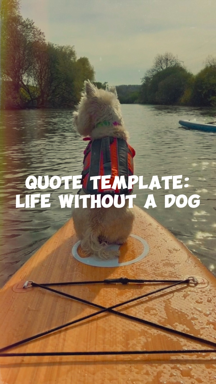 Life without a dog