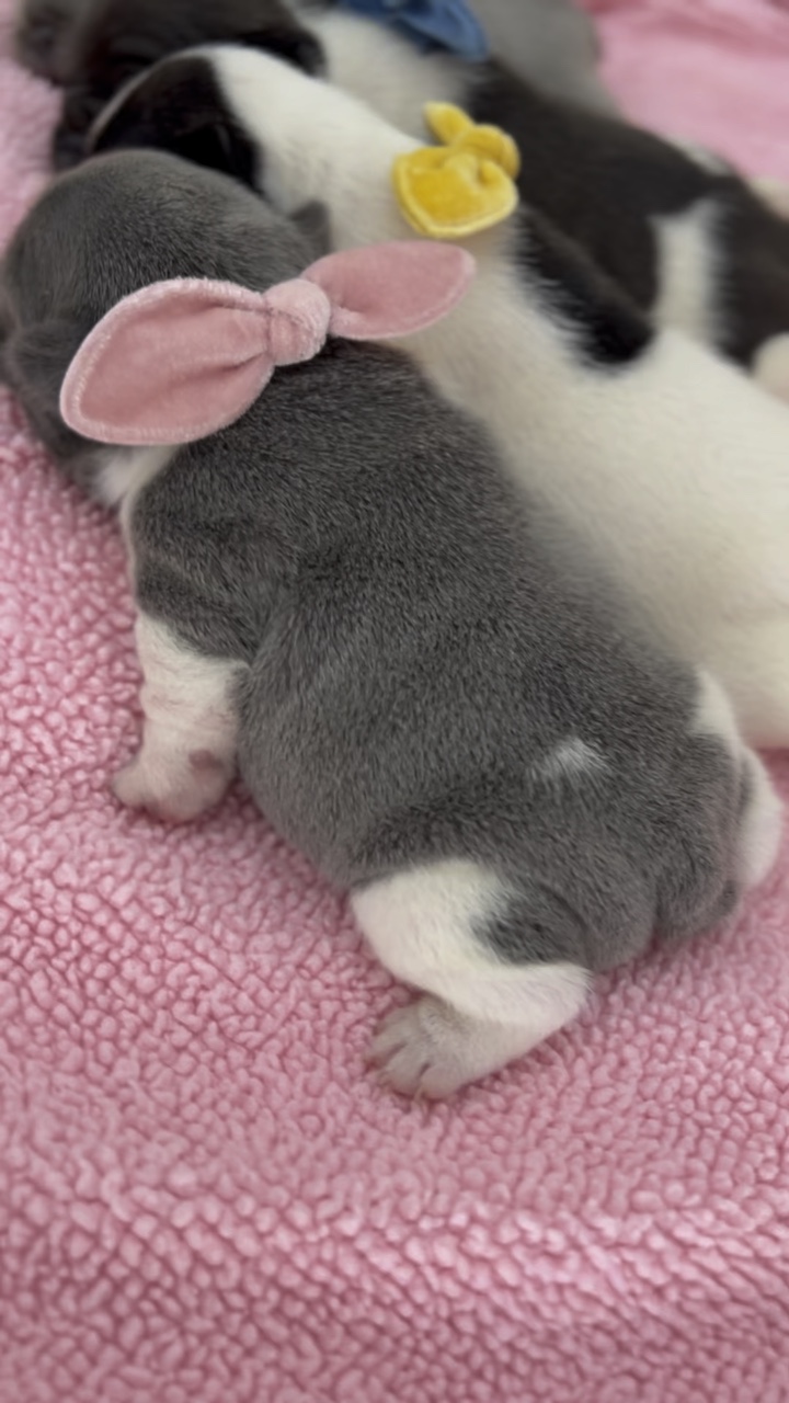갓 태어난 강아지 