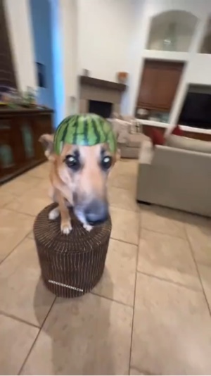 Meme de cachorro girando 