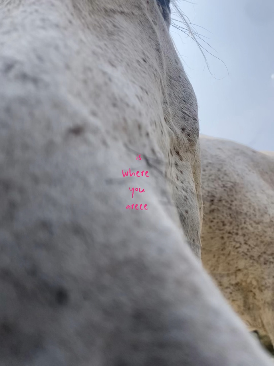 coquin de gringo 😌