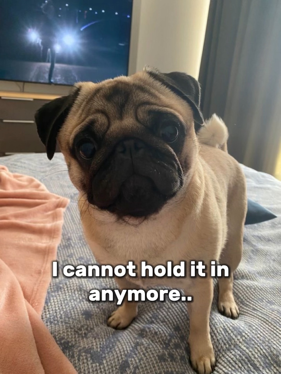 pugs fr