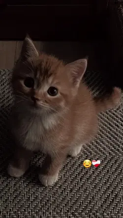 que fofura 