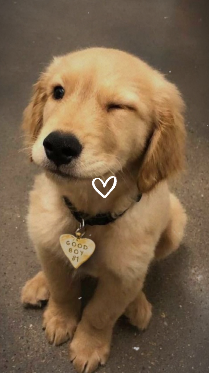 TU MASCOTA ❤️‍🩹