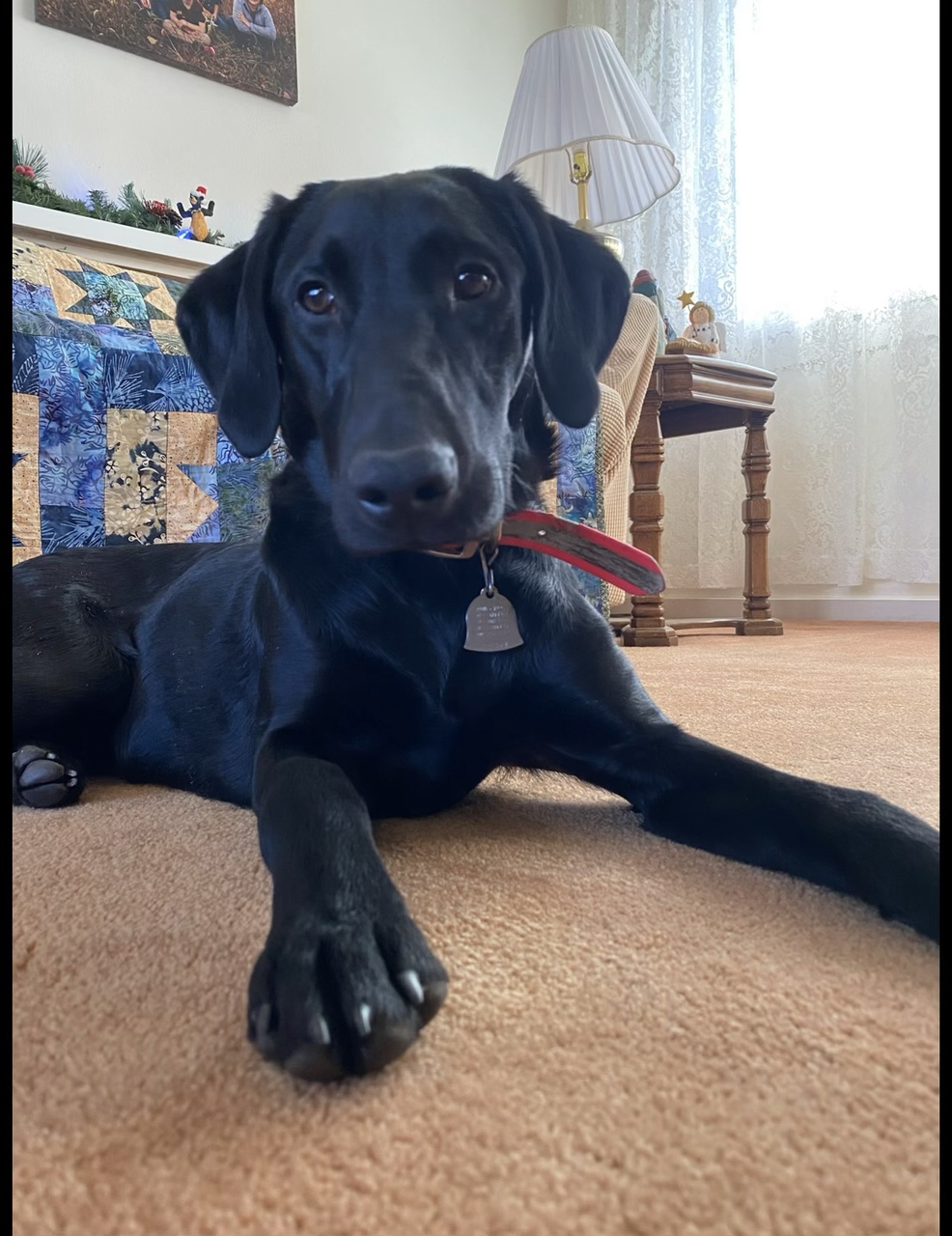 Cachorro / Perro