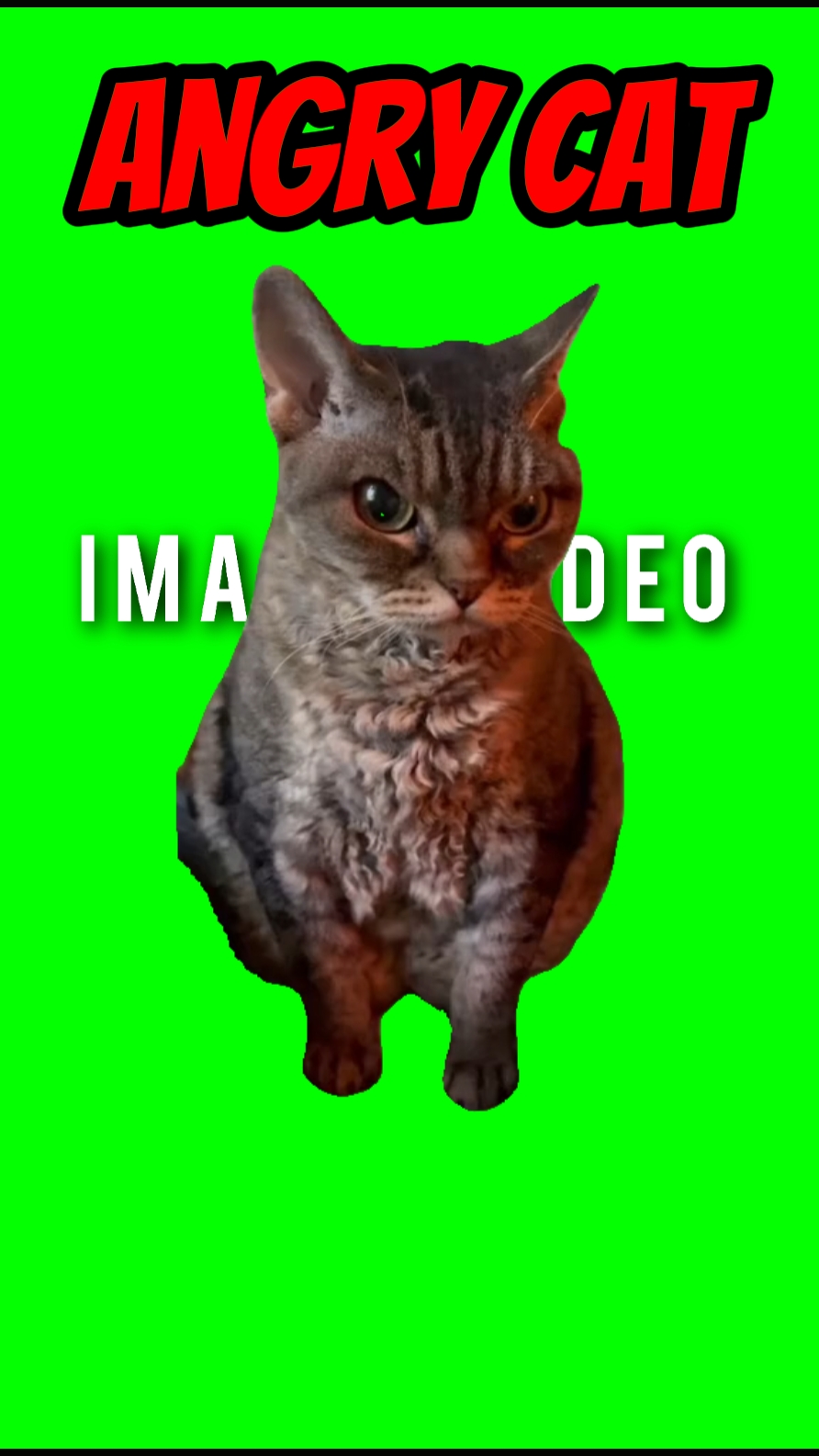 Angry cat