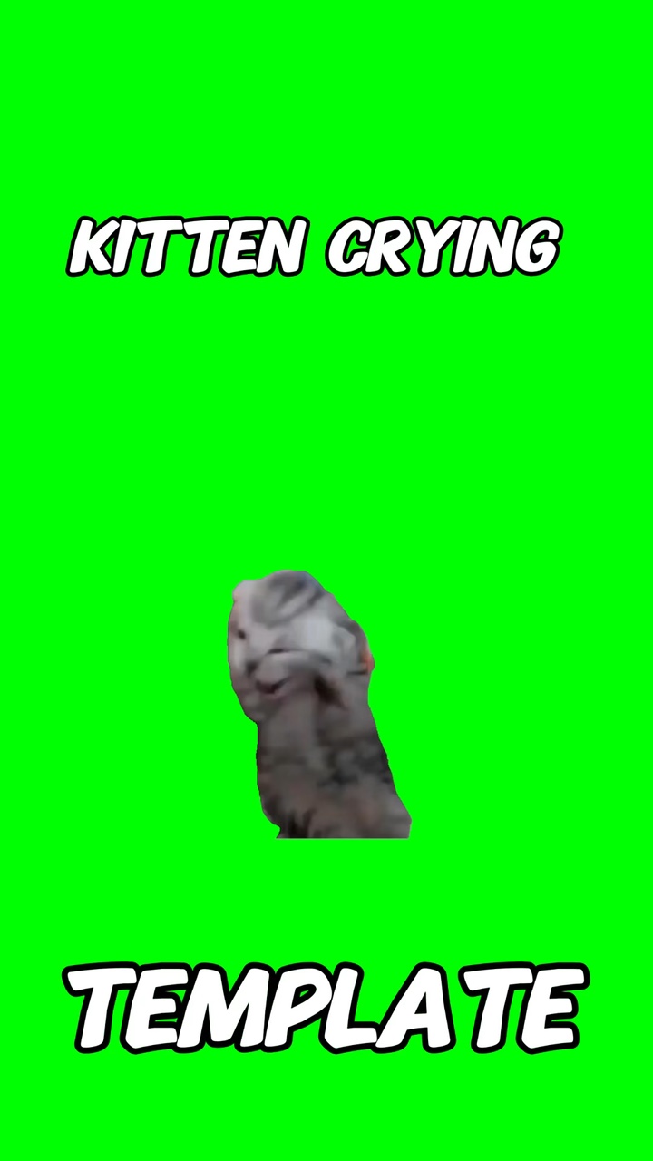 Chaton qui pleure meme 