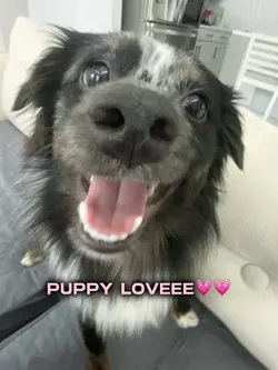 PUPPY LOVEE