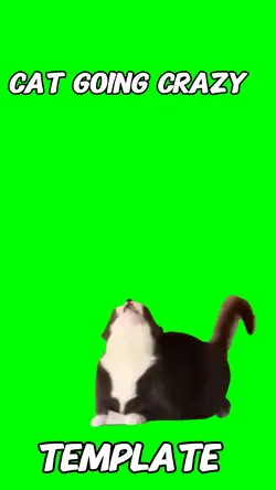 Cat going craz