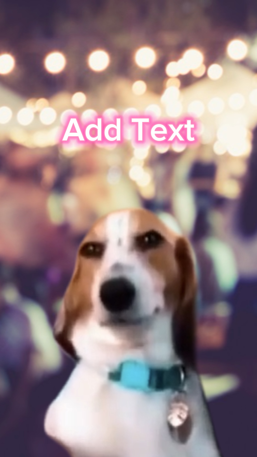 Smiling doggo