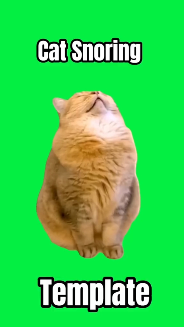 猫打鼾 