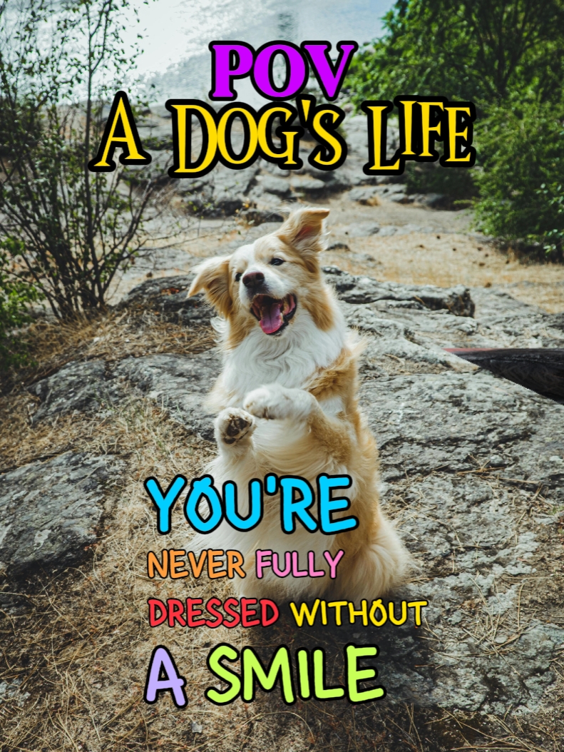 POV: A Dog's Life
