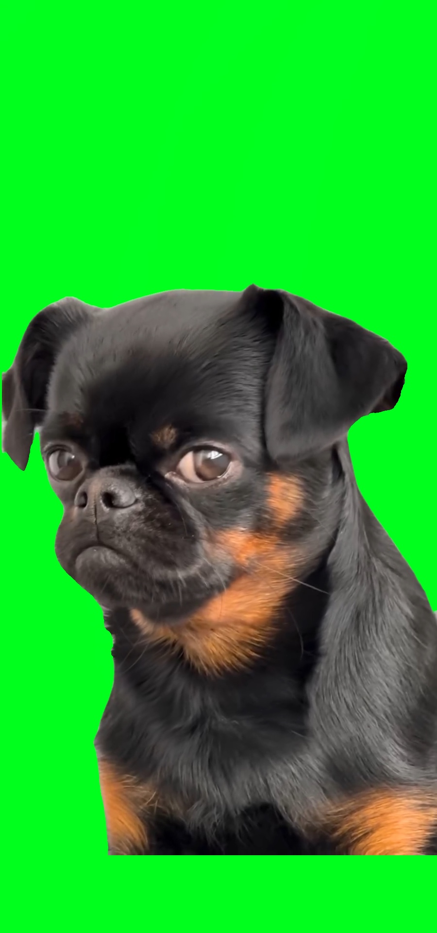Cachorro triste