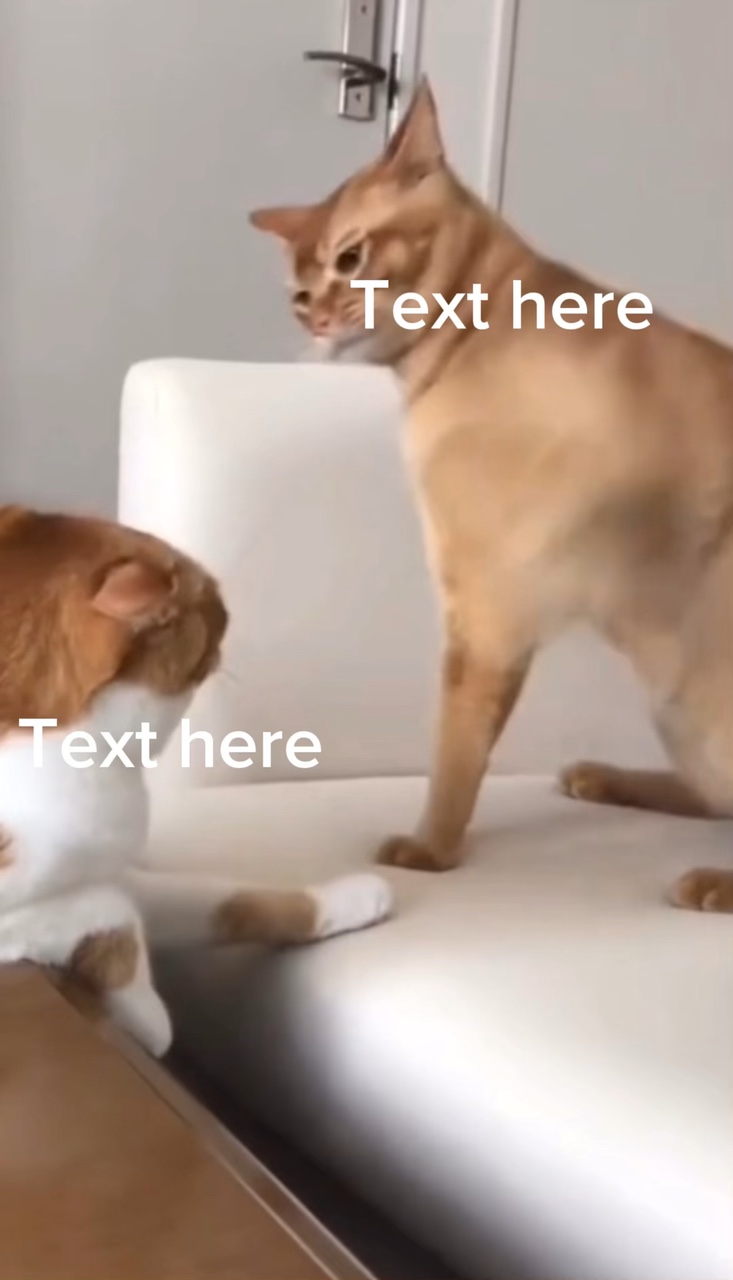 Meme de pelea de gatos 