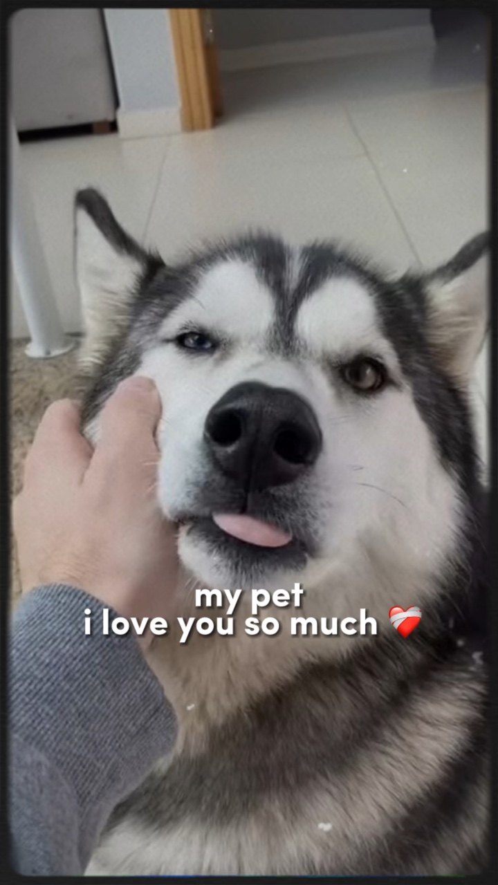 MY PET ❤️‍🩹