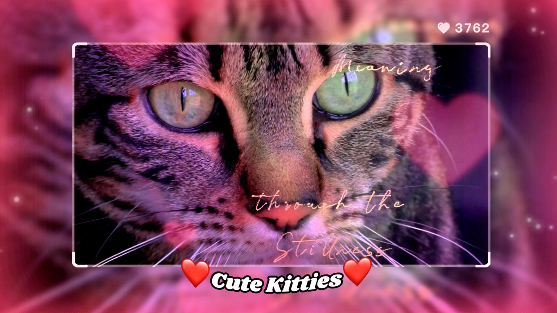 Lindo gatito