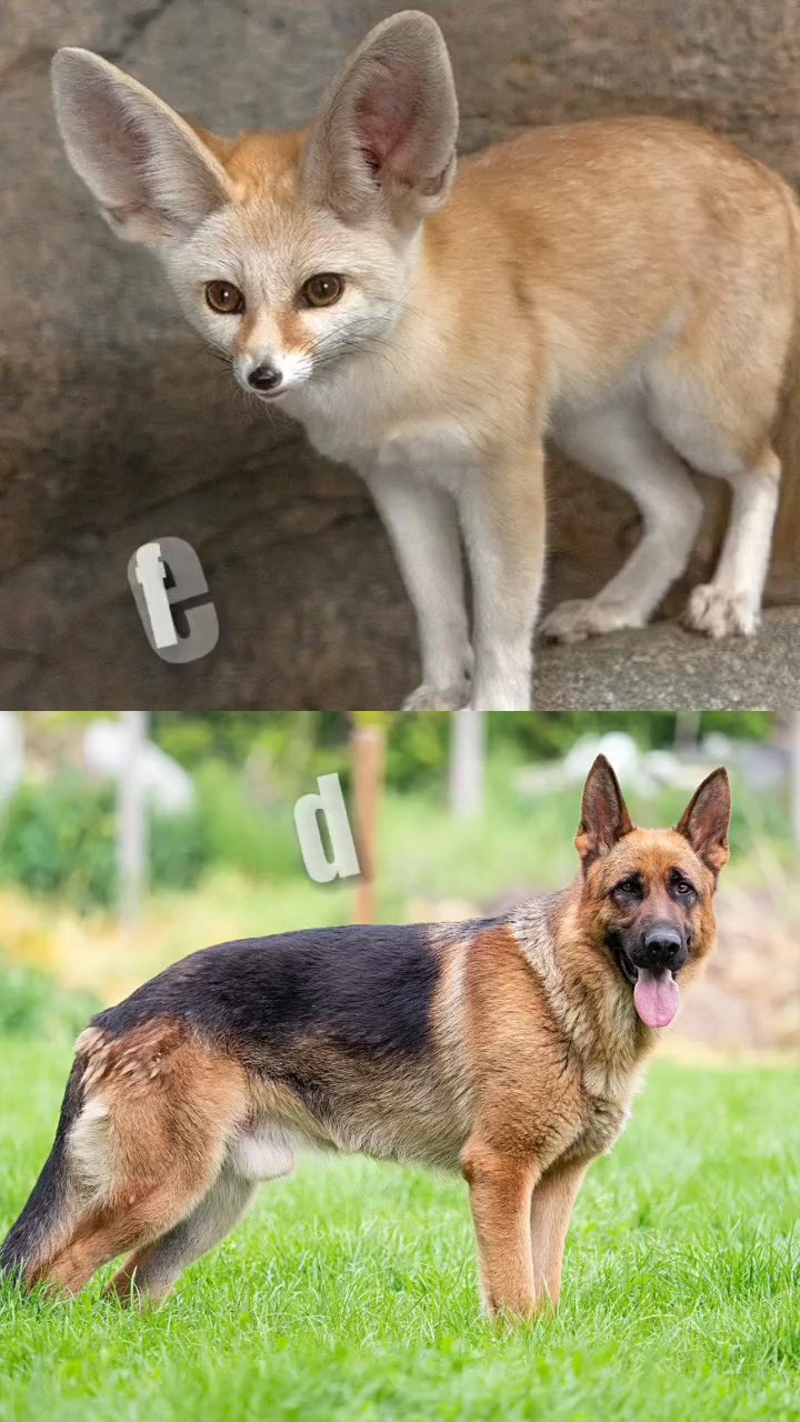 dog vs fennec fox