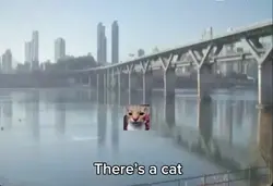 Cat walking on water