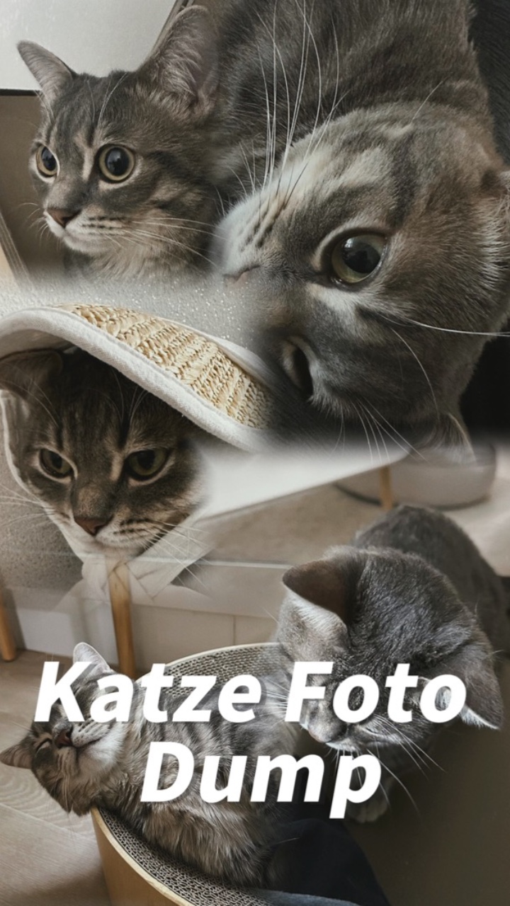 Katze Foto Dump