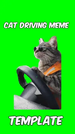 Cat driving meme 