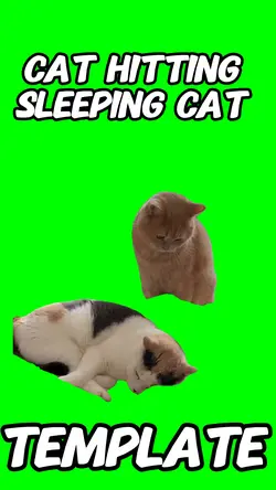 Cat hitting cat 