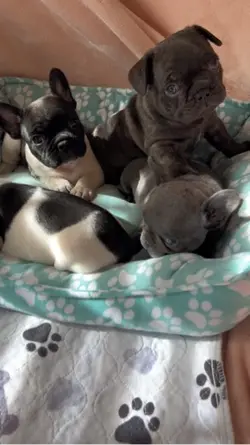 Frenchies 