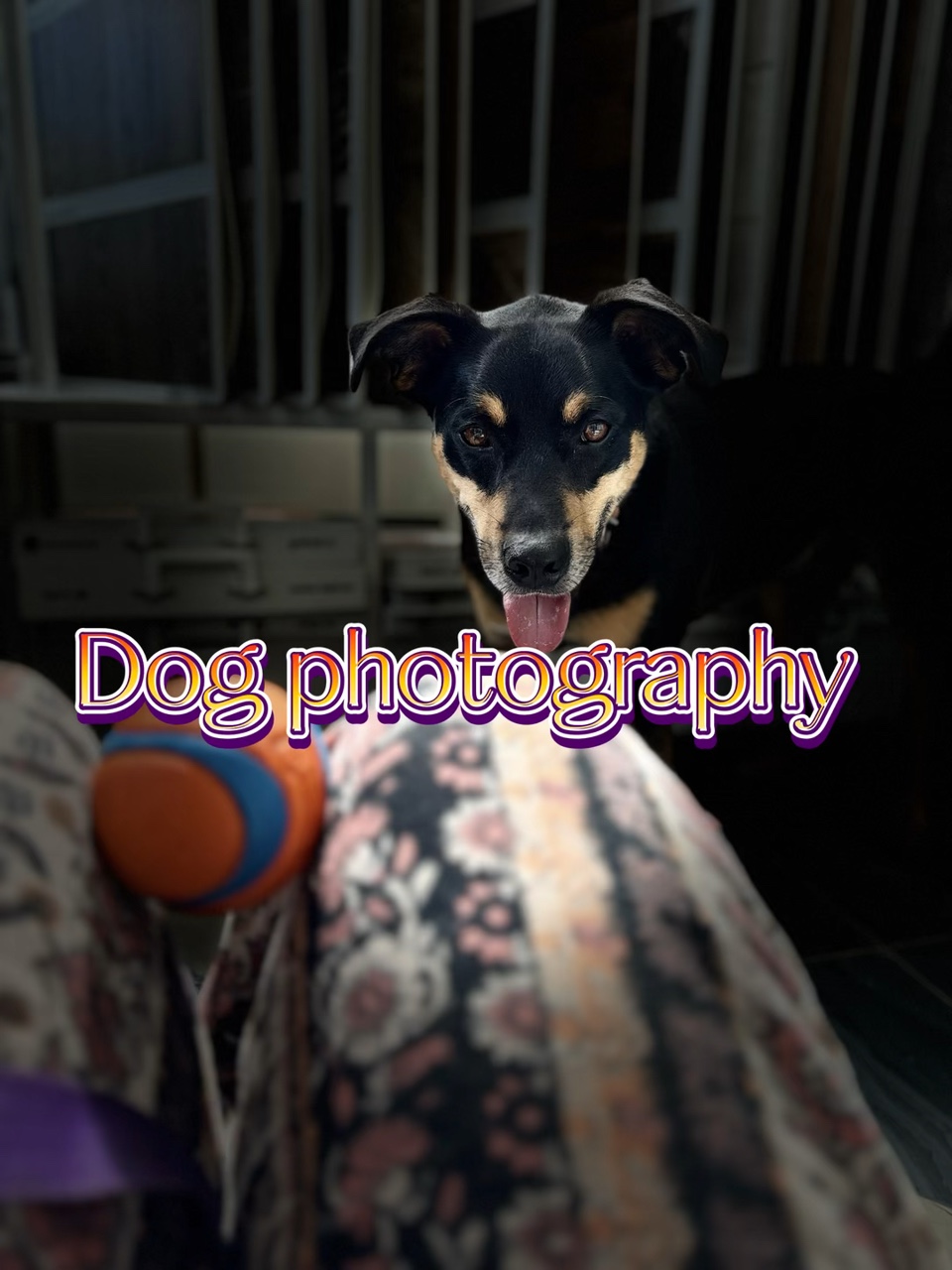 Hundefotografie 