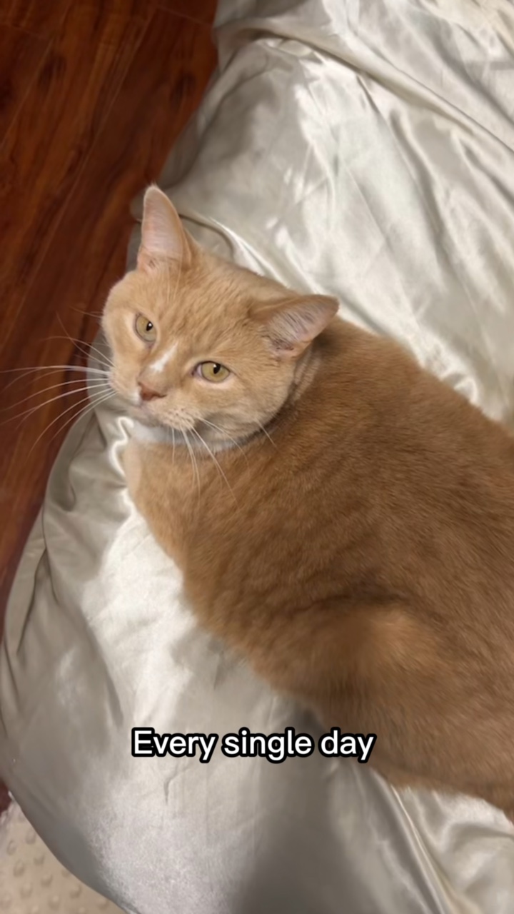 Kedi Çığlık Şablonu