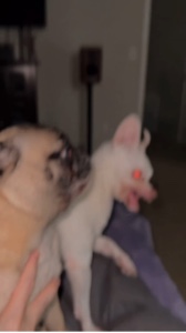Angry Dog meme