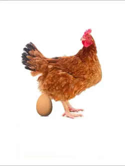 New Egg Trend