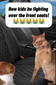 Zwei Katzen / Kämpfen🤣