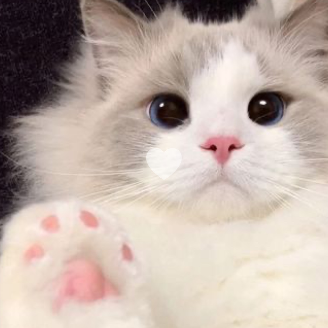 Kucing lucu 💕
