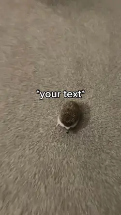 Hedgehog meme