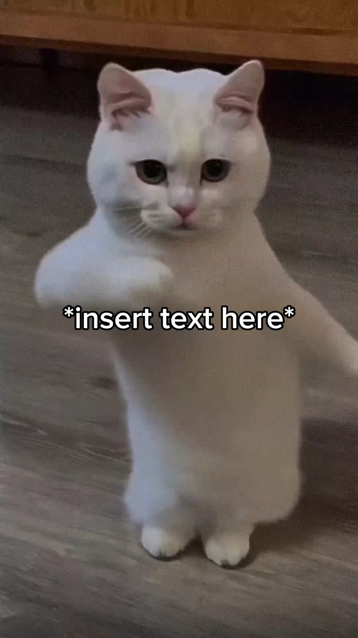 Gato dançando 