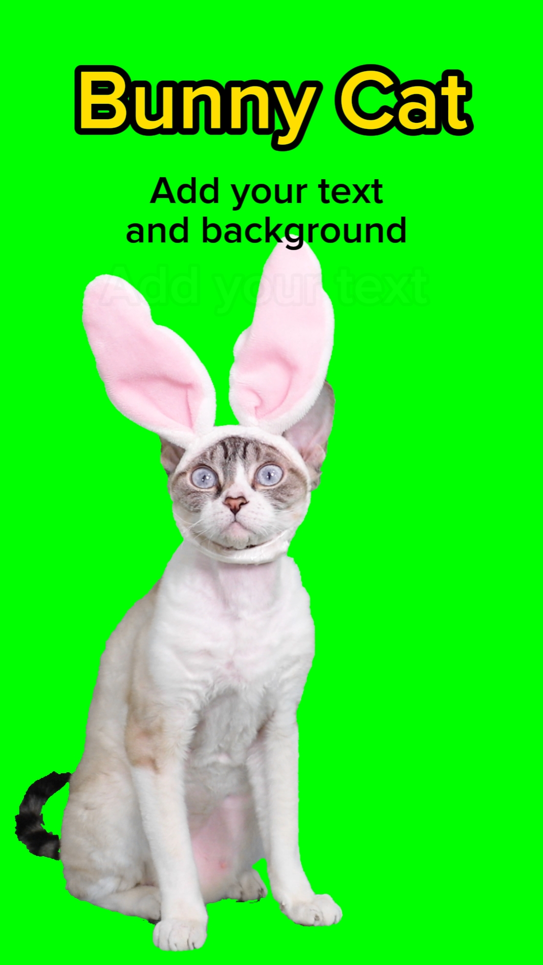 Bunny Cat