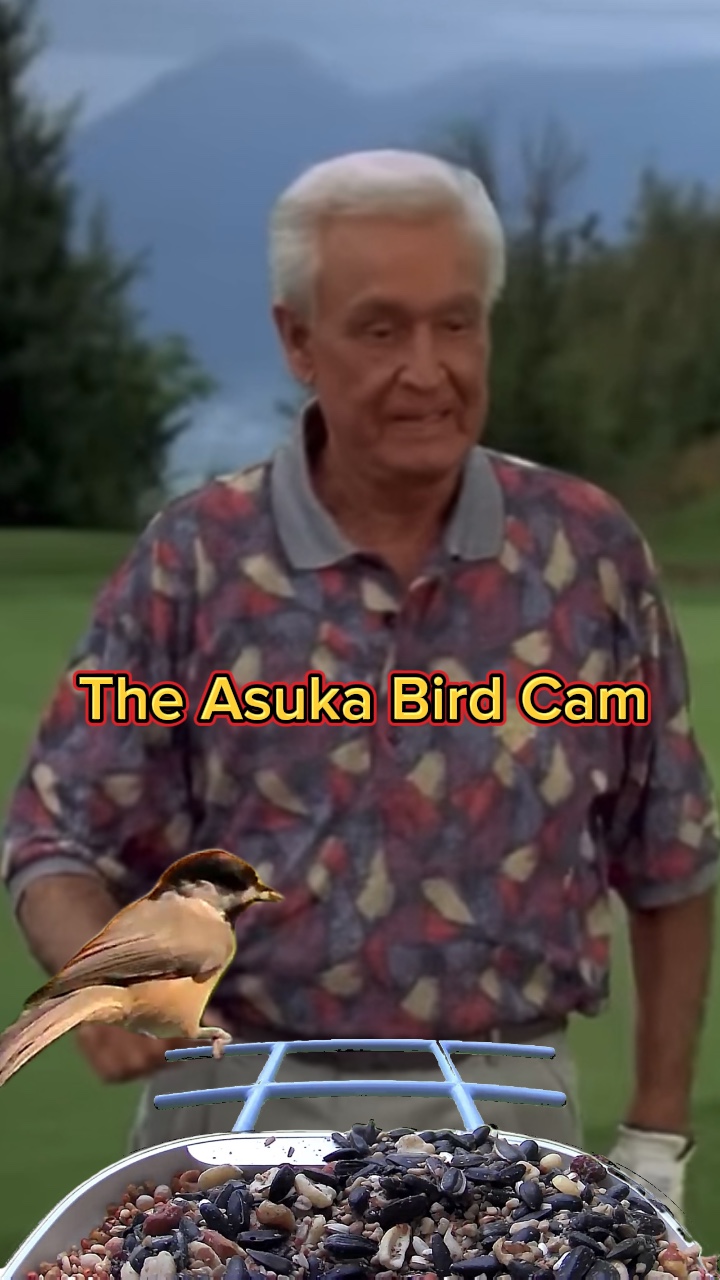 Bird Cam Template 