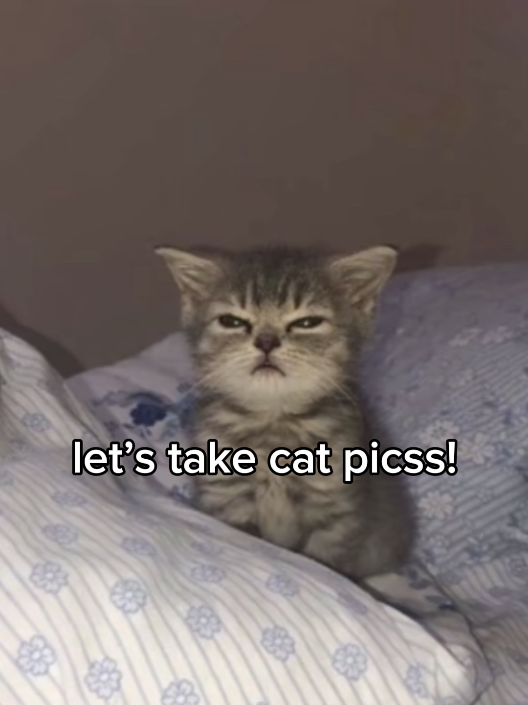 lets take cat picss!