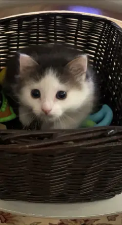 For the love of cats