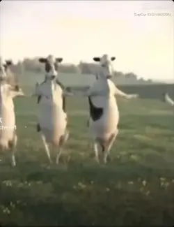 cows dancing XD