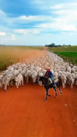 Pecuaria_hits 