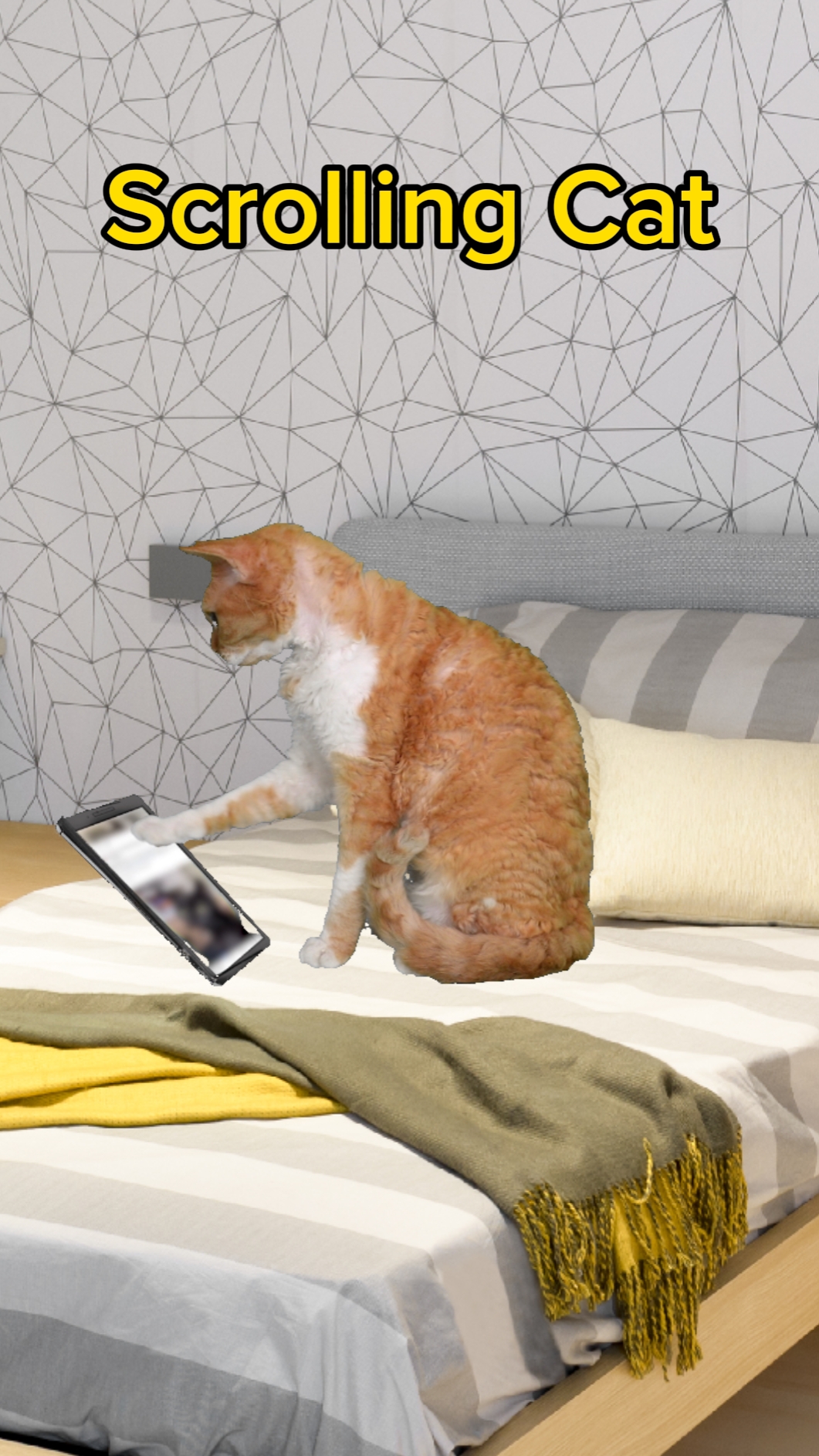 스크롤 고양이 