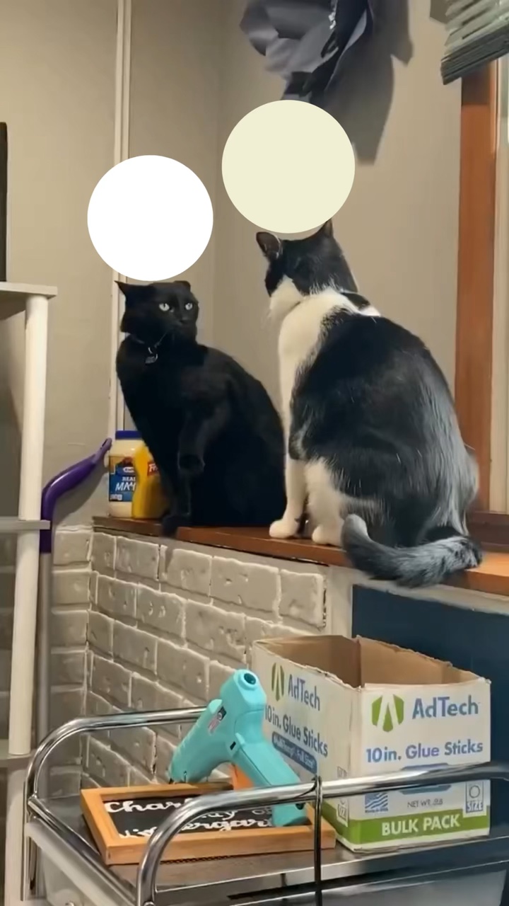 Mème de combat de chat 🤷‍♀️