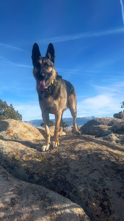 Hiking dogs 8 clips