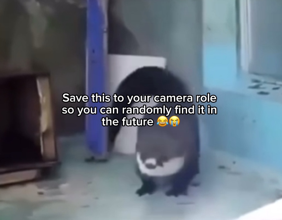 Meme animal dançante